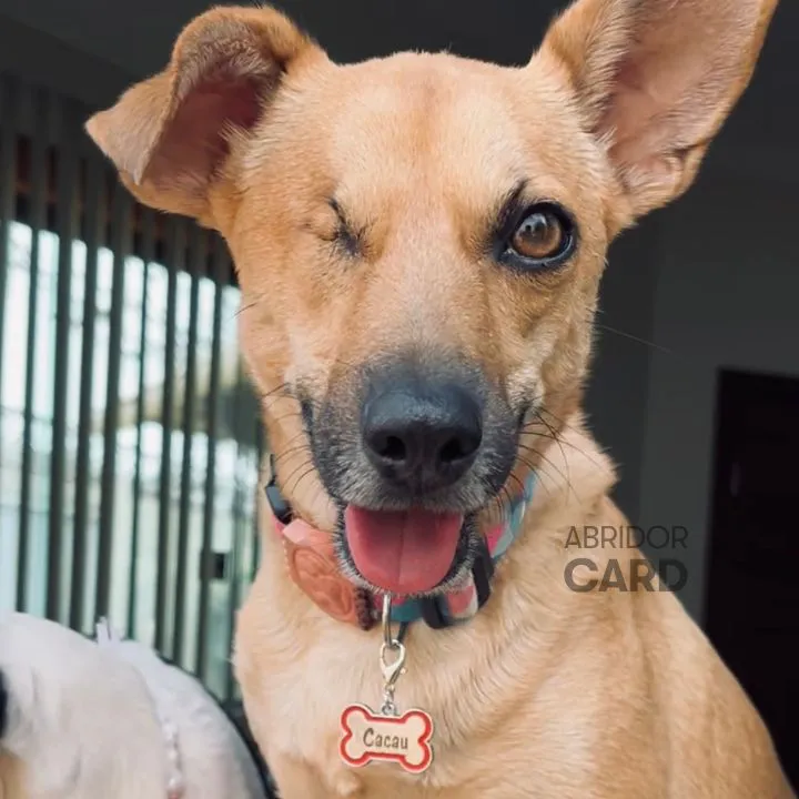 Plaquinha de Identificação Pet
